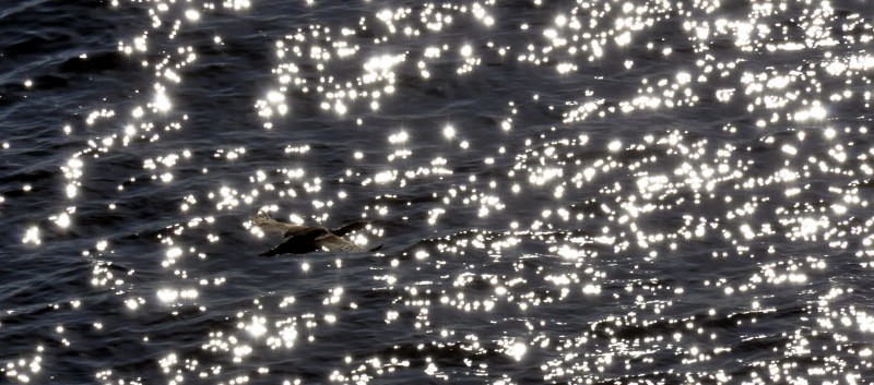 Dazzling Cormorant