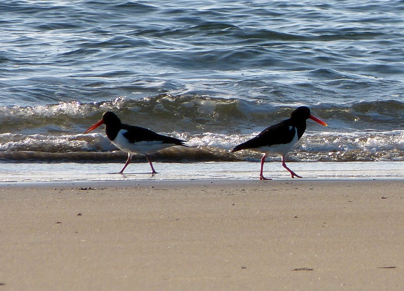 This beach ain't big enough for the 2 of us!